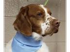 Brittany DOG FOR ADOPTION RGADN-1245672 - UT/Dixon (Adoption Pending) - Brittany