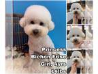 Bichon Frise DOG FOR ADOPTION RGADN-1245676 - Princess from Korea - Bichon Frise