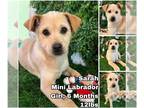 Labrador Retriever DOG FOR ADOPTION RGADN-1245678 - Sarah from Korea - Labrador