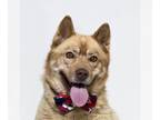 Mix DOG FOR ADOPTION RGADN-1245681 - TEDDY - Husky (medium coat) Dog For