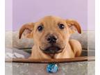 Black Mouth Cur-Labrador Retriever Mix DOG FOR ADOPTION RGADN-1245683 - Sally