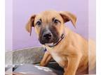 Black Mouth Cur-Labrador Retriever Mix DOG FOR ADOPTION RGADN-1245684 - Sally
