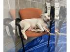 American Pit Bull Terrier Mix DOG FOR ADOPTION RGADN-1245688 - Mommy Rosie -