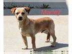 Miniature Pinscher Mix DOG FOR ADOPTION RGADN-1245690 - Marley - Miniature