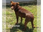 Doxie-Pin DOG FOR ADOPTION RGADN-1245691 - Brownie - Miniature Pinscher /