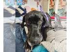 Great Dane DOG FOR ADOPTION RGADN-1245694 - Bella - Great Dane Dog For Adoption