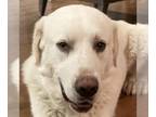 Labrenees DOG FOR ADOPTION RGADN-1245697 - Miklos - Great Pyrenees / Labrador