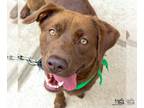 Chesapeake Bay Retriever-Retriever Mix DOG FOR ADOPTION RGADN-1245699 - Ollie -