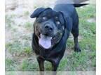 Rottweiler Mix DOG FOR ADOPTION RGADN-1245703 - WHITNEY - Rottweiler / Mixed