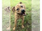 Boxer-Feist Terrier Mix DOG FOR ADOPTION RGADN-1245717 - Adele - Feist / Boxer /