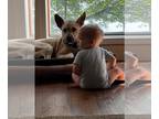 American Pit Bull Terrier-Carolina Dog Mix DOG FOR ADOPTION RGADN-1245725 -