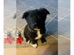 Shepradors DOG FOR ADOPTION RGADN-1245740 - Ma'Dam - Labrador Retriever / German