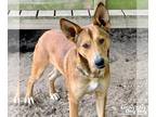 Border Collie Mix DOG FOR ADOPTION RGADN-1245745 - Finn - Shepherd / Border