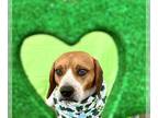 Beagle DOG FOR ADOPTION RGADN-1245753 - Pawcasso - Beagle (medium coat) Dog For