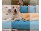 Akbash-Maremma Sheepdog Mix DOG FOR ADOPTION RGADN-1245755 - Theodore - Akbash /