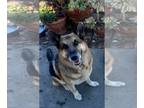 German Shepherd Dog DOG FOR ADOPTION RGADN-1245787 - Rocky - German Shepherd Dog