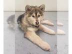 Alaskan Malamute Mix DOG FOR ADOPTION RGADN-1245788 - Chum - Alaskan Malamute /