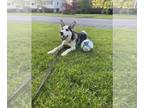 Siberian Husky DOG FOR ADOPTION RGADN-1245795 - Thanos - Siberian Husky Dog For