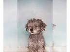 Poodle (Miniature) DOG FOR ADOPTION RGADN-1245796 - Fluff - Poodle (Miniature)