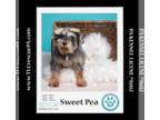 Mix DOG FOR ADOPTION RGADN-1245797 - Sweet Pea (Bonded Pair with Zena) 030224
