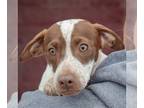 Jack-A-Bee DOG FOR ADOPTION RGADN-1245799 - Viviana - Beagle / Jack Russell
