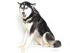 Siberian Husky Mix DOG FOR ADOPTION RGADN-1245802 - CADE - Siberian Husky /