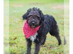 Poodle (Miniature) DOG FOR ADOPTION RGADN-1245807 - Chevy - Poodle (Miniature)