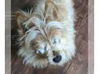 Pomeranian Mix DOG FOR ADOPTION RGADN-1245821 - Boo Bear Mar 24 - Pomeranian /