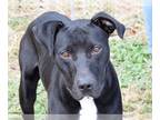 Boxador DOG FOR ADOPTION RGADN-1245822 - Jet - Boxer / Labrador Retriever /