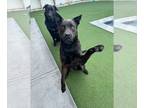 Shepradors DOG FOR ADOPTION RGADN-1245826 - Leo and Molly - Labrador Retriever /