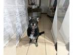 Shollie DOG FOR ADOPTION RGADN-1245834 - LILLY #4 - German Shepherd Dog / Border