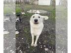 Great Pyrenees Mix DOG FOR ADOPTION RGADN-1245844 - Casper - Great Pyrenees /