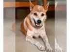 Shiba Inu Mix DOG FOR ADOPTION RGADN-1245862 - Roxy - Shiba Inu / Mixed (short