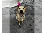 Great Dane-Labrador Retriever Mix DOG FOR ADOPTION RGADN-1245866 - Nick Carraway