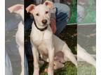 Mountain Cur-Whippet Mix DOG FOR ADOPTION RGADN-1245872 - Butterscotch -