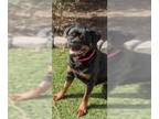 Rottweiler DOG FOR ADOPTION RGADN-1245873 - Tessa - Rottweiler (short coat) Dog