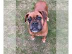 Boxer DOG FOR ADOPTION RGADN-1245874 - Jill - Boxer Dog For Adoption
