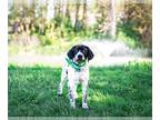 Spaniel Mix DOG FOR ADOPTION RGADN-1245877 - Cody - Spaniel / Black Labrador