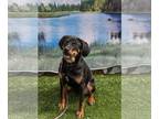 Rottweiler Mix DOG FOR ADOPTION RGADN-1245880 - Jazzy - Rottweiler / Hound /