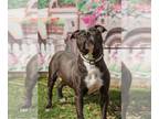 American Staffordshire Terrier DOG FOR ADOPTION RGADN-1245887 - Harlow -