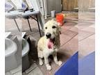 Golden Retriever DOG FOR ADOPTION RGADN-1245888 - Z COURTESY LISTING: Pluto -