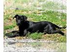 Labrador Retriever Mix DOG FOR ADOPTION RGADN-1245893 - Luna/ln - Labrador