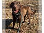 Mix DOG FOR ADOPTION RGADN-1245901 - Elvis - Chocolate Labrador Retriever