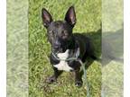 Australian Kelpie Mix DOG FOR ADOPTION RGADN-1245903 - PHOEBE - Australian