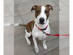 Pointer-Staffordshire Bull Terrier Mix DOG FOR ADOPTION RGADN-1245911 - JAMAYIK