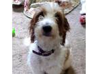 Adopt Rosie a Brittany Spaniel, Standard Poodle