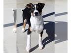 Labrador Retriever-Rat Terrier Mix DOG FOR ADOPTION RGADN-1245921 - Nike - Rat