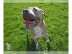 American Pit Bull Terrier DOG FOR ADOPTION RGADN-1245925 - ZANDER - Pit Bull