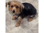 Adopt Fidi a Yorkshire Terrier