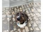 Bearded Collie-Old English Sheepdog Mix DOG FOR ADOPTION RGADN-1245942 - DUDE -